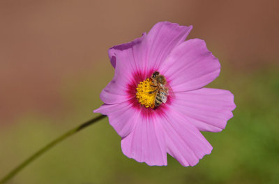 Pink Cosmo with Bee