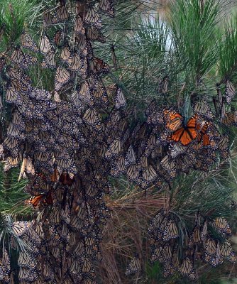 Many Monarchs on a Trunk