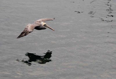 Brown Pelican Glide