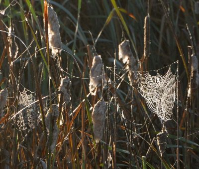 Wet Webs and Cattails