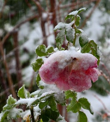 Snowed Rose