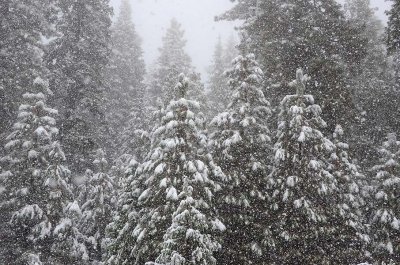 Evergreens in Snowstorm