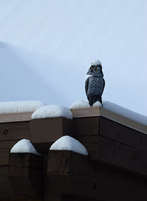 Snowy Owl, Sort of. . . .