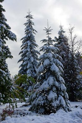 Tall Covered Firs