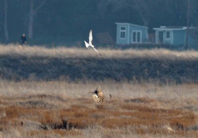 White Tailed Kite and Northern Harrier 2