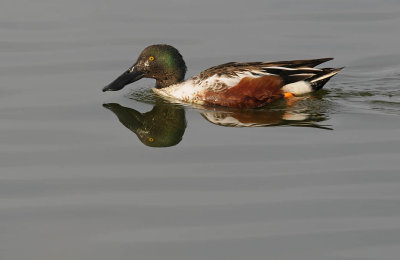 Male Northern Shoveler - Reflection