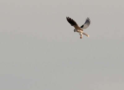 Hovering White-tailed Kite