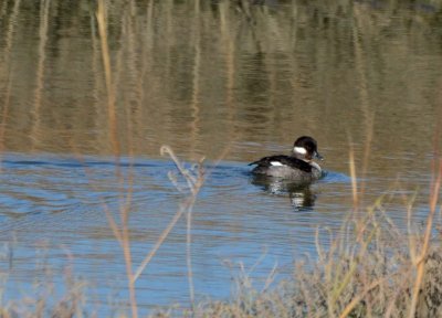 Female Bufflehead