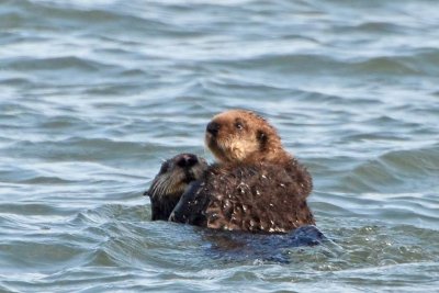 Otter Mom and Baby