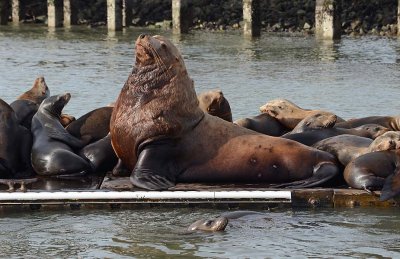 Steller Sea Lion