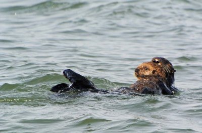 Wet Otter Baby