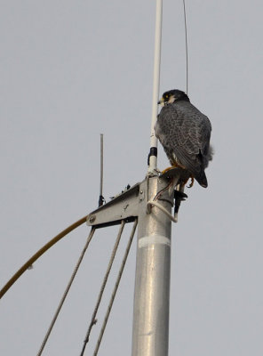 Peregrine Falcon