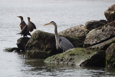 Great Blue Heron and Double-crested Cormorants