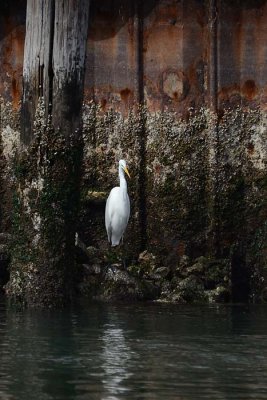 Great Egret and Rusty Wall