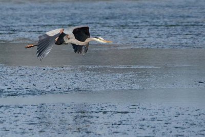 Flying Great Blue Heron