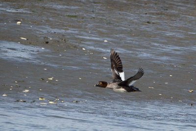 Golden Eye in Flight
