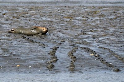 Seal Tracks