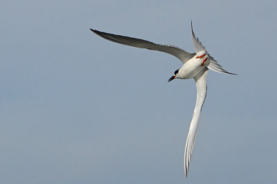Tern with Tail Spread