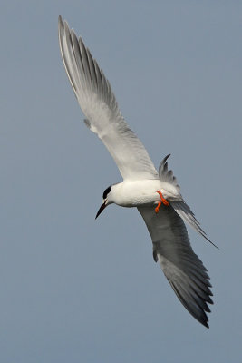 Forster's Tern Spread