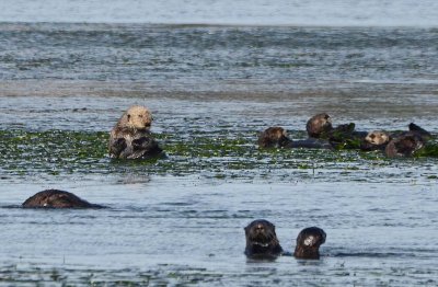 Otters Among the Eel Grass