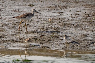Yellow Legs and Sandpipers