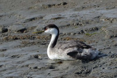 Western Grebe