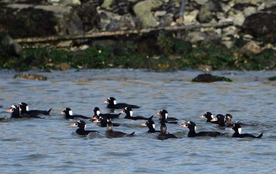 Surf Scoters