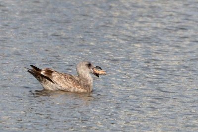 Gull with Starfish