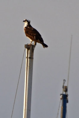 Osprey