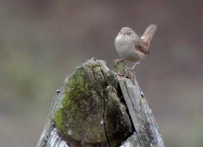 House Wren