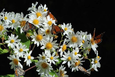 Six on Daisies with Black