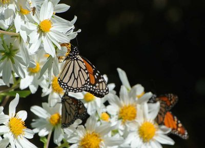 Monarch and Hoverfly