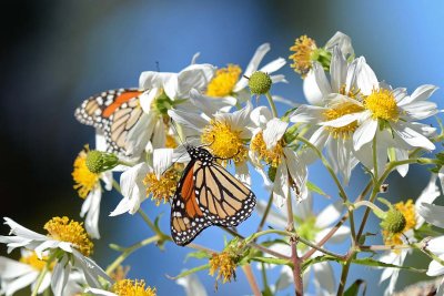 Nectar Gathering