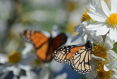 Side View on Daisies