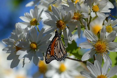 Amidst the Daisies