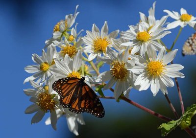 Daisies and Blue Sky