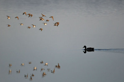 Sandpipers and Mallard