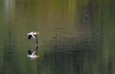 Avocet Flight Reflections