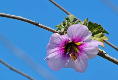 Rose of Sharon - Against Blue Sky