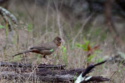 California Towhee
