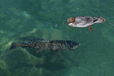 Female Merganser andTrout