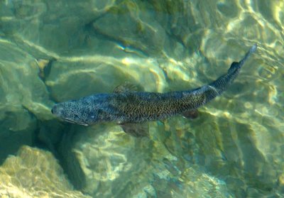 Huge Trout