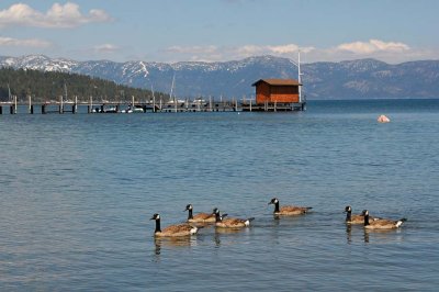 Canada Geese and Boathouse