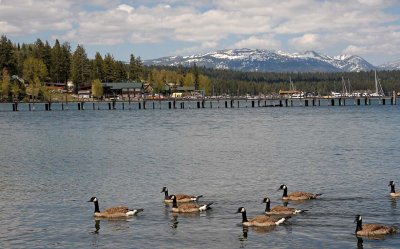 Canada Geese and Mountains