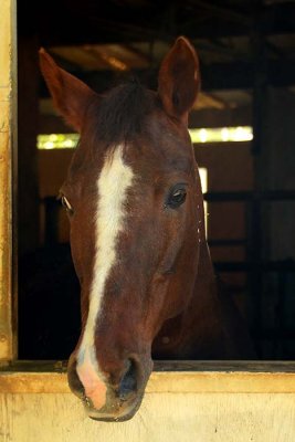White Striped Nose