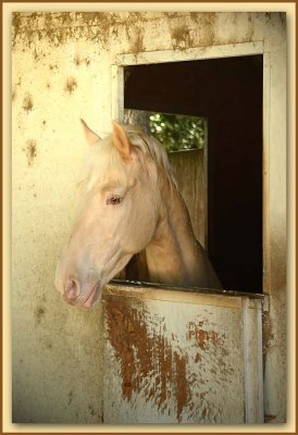 Pink Horse