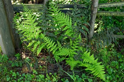 Fern At Fence