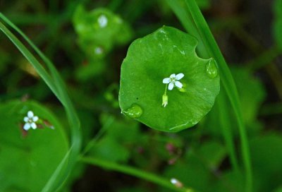 Miner's Lettuce