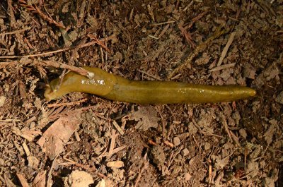 Banana Slug