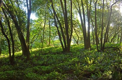 Covered with Fern